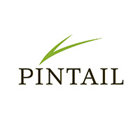 Pintail